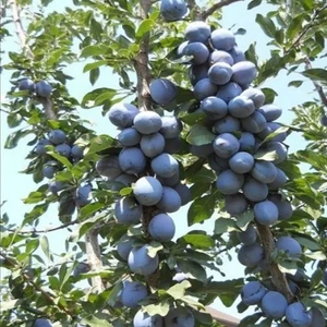 Doğan Fidancılık Mürdüm Erik 2 Yaş 80-110 cm Tüplü