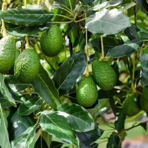 Doğan Fidancılık Avakado Has Çeşidi 2 Yaş 70-110 Cm Tüplü