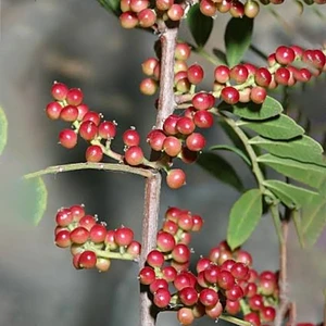 Doğan Fidancılık Menengiç 2 Yaş Tüplü 60-110cm