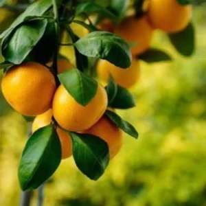 Doğan Fidancılık Tüplü Aşılı Satsuma Mandalina Fidanı 2 Yaş Tüplü Aşılı Fidan
