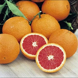 Doğan Fidancılık Cara Cara Göbekli Kırmızı Portakal