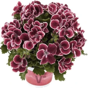 Bordo Ceylan Gözü Sardunya Çiçeği Fidanı 10-20 cm