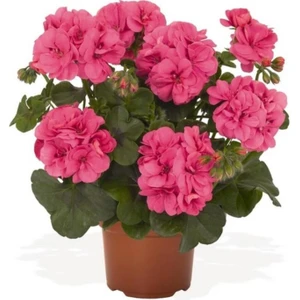 Canlı Saksılı Sardunya Çiçeği Fidanı Pembe 10-20 cm
