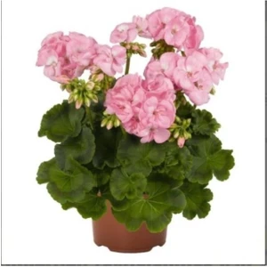 Canlı Saksılı Sardunya Çiçeği Fidanı Pudra Pembe 10-20 cm