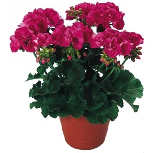 Sardunya Çiçeği Fidanı Açık Fuşya 10-20 cm