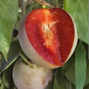 Doğan Fidancılık Tüplü Yarı Bodur Red Heart Erik Fidanı