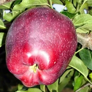 Doğan Fidancılık Tüplü Yarı Bodur Scarlet Spur Elma Fidanı