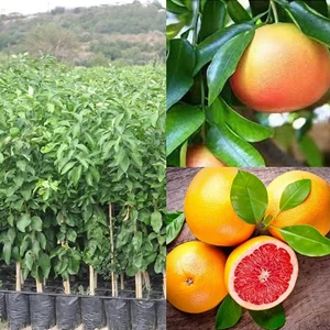 Doğan Fidancılık Star Ruby Greyfurt Fidanı 2 Yaş Tüplü 90-120CM