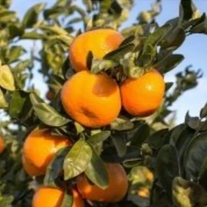 Doğan Fidancılık Aşılı Çekirdeksiz Dobashi Beni Mandalina Yaş 1-2 Boy 90-110CM Soğuklara Dayanıklı