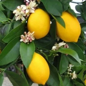 Doğan Fidancılık Bol Sulu Mayer Limon Fidanı