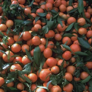 Doğan Fidancılık Klementin Mandalina Fidanı 2 Yaş