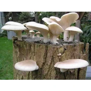 Tarımsal ve Hayvansal Ürünler 1 gr Kavak Mantarı Tohumu