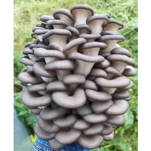 Tarımsal ve Hayvansal Ürünler 1 gr Istiridye Mantarı Tohumu