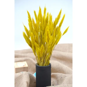 Dekora Çiçek Kurutulmuş Kedi Kuyruğu Otu 30 Dal - Sarı