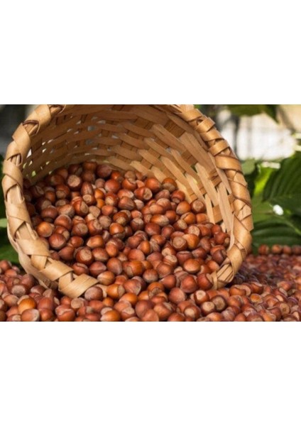 Kabuklu Fındık 5 kg