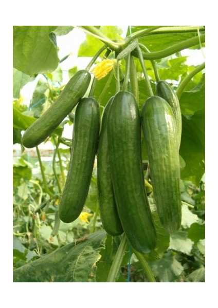 Salatalık Tohumu fiyatları