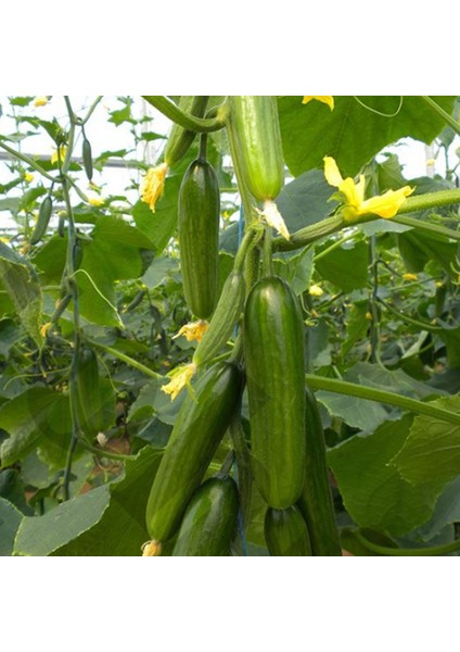 Salatalık Tohumu modelleri