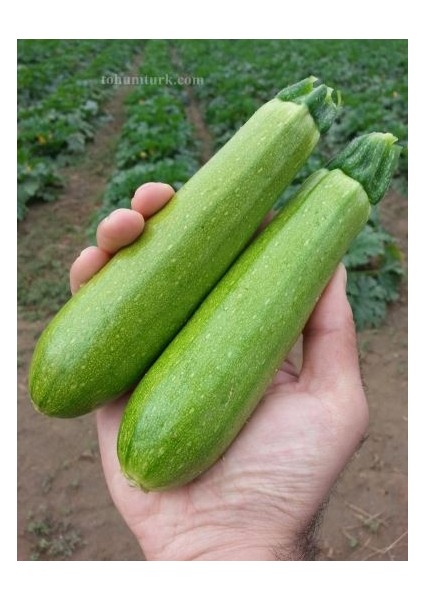 İnanlı (Sakız) Kapağı fiyatları