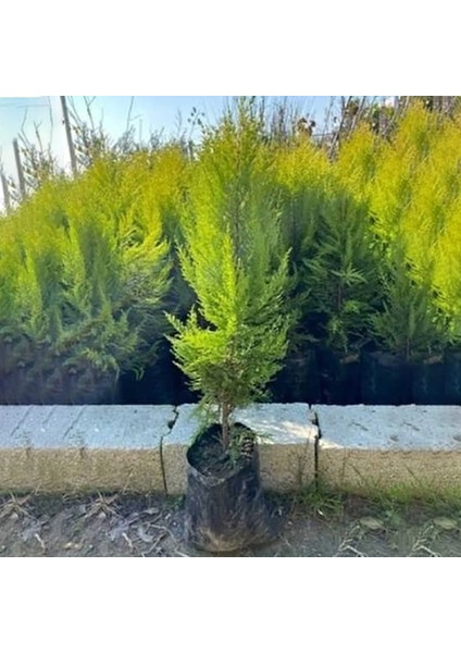 Tüplü Limoni Servi Fidanı (Boy 20-50 Cm)