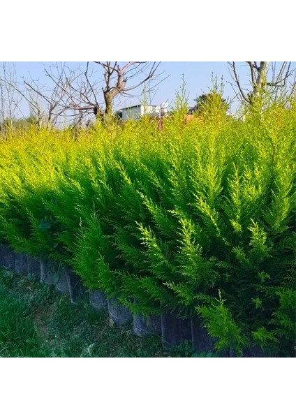 Tüplü Limoni Servi Fidanı (Boy 20-50 Cm)