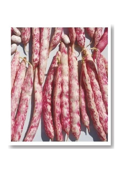 Barbunya Tohumu fiyatları