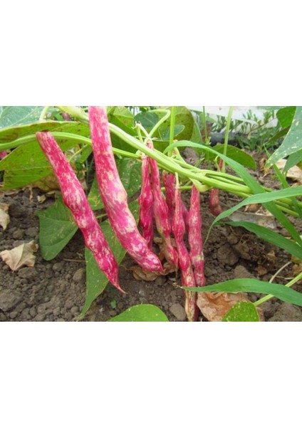 Barbunya Tohumu modelleri