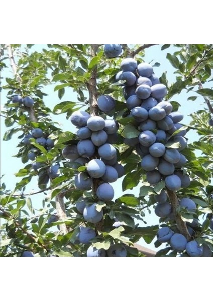 Mürdüm Erik 2 Yaş 80-110 cm Tüplü