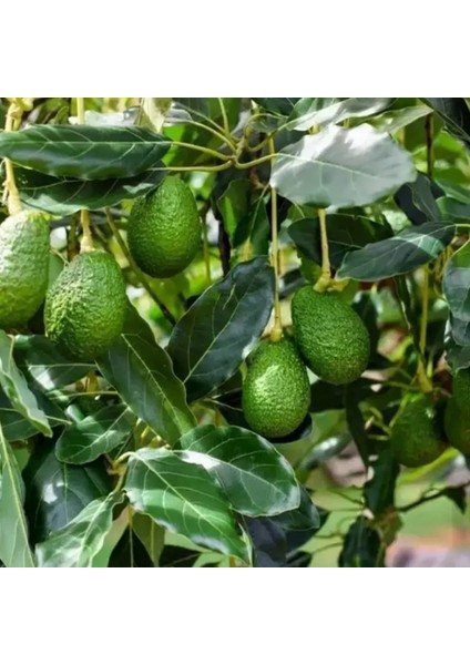 Avakado Has Çeşidi 2 Yaş 70-110 Cm Tüplü