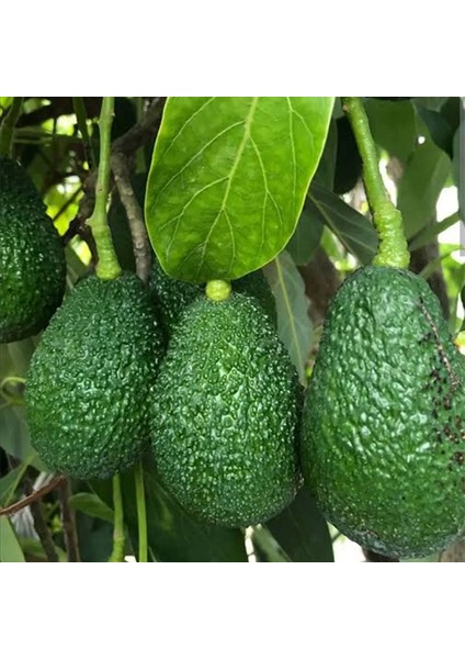 Avakado Has Çeşidi 2 Yaş 70-110 Cm Tüplü