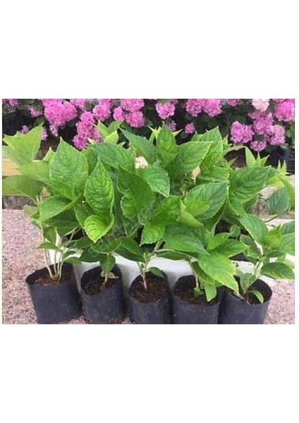 Tüplü Ortanca Çiçeği Fidanı Arışı Renk 15-30 cm