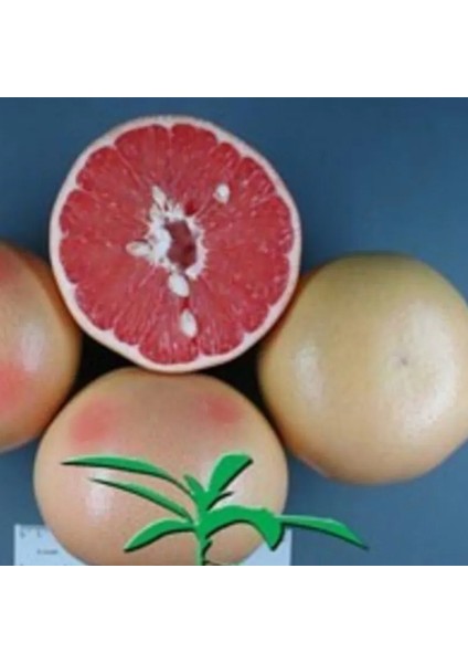 Tüplü Aşılı Rio Red Greyfurt Fidanı