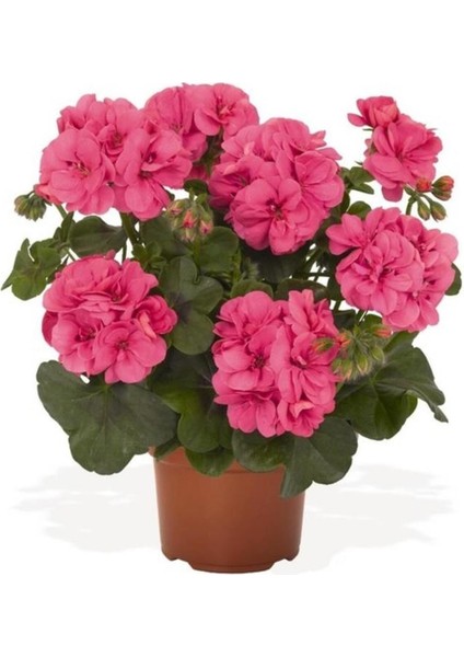 Canlı Saksılı Sardunya Çiçeği Fidanı Pembe 10-20 cm