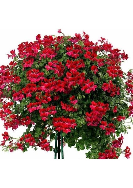 Kırmızı Sakız Sardunya Çiçeği Fidanı 10-20 cm