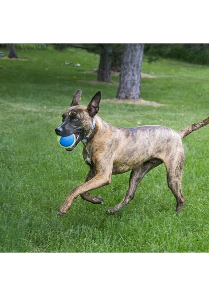 Kong Squekair Ultra Top Köpek Oyuncağı 3 Adet 6.5 cm