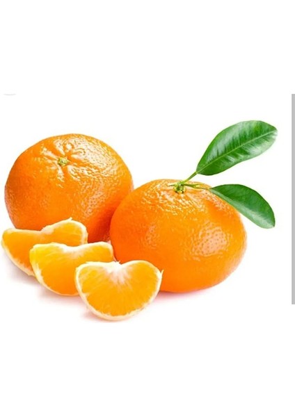 Tüplü Yüksek Kaliteli Nova Mandalina Fidanı