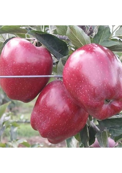Elma (Starking) 2 Yaş Tüplü 90-120CM