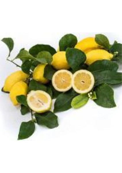Zagara Bianca Limon 2 Yaş Tüplü 90-120CM