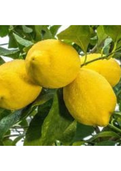 Zagara Bianca Limon 2 Yaş Tüplü 90-120CM