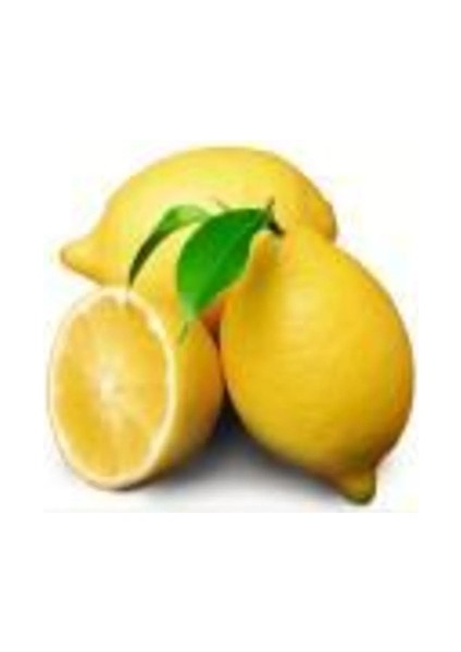 Zagara Bianca Limon 2 Yaş Tüplü 90-120CM