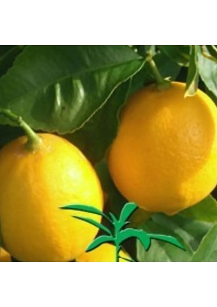 Bol Sulu Mayer Limon Fidanı