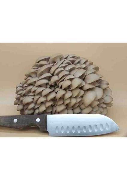 1 gr Istiridye Kavak Mantarı Tohumu