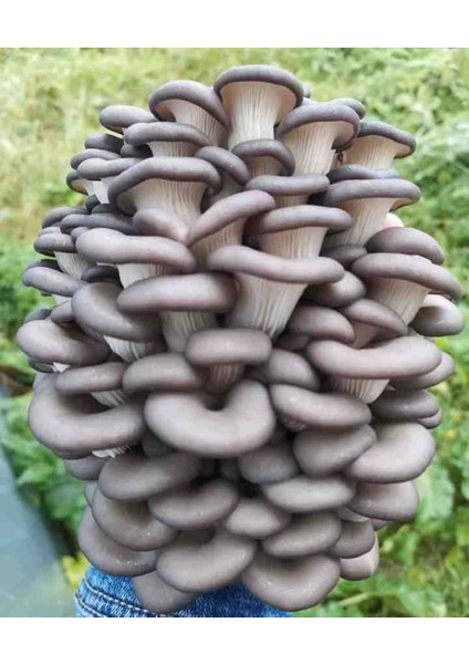 1 gr Istiridye Kavak Mantarı Tohumu fiyatları