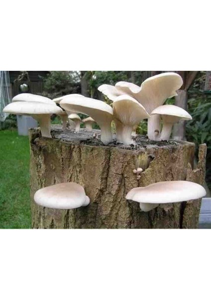 1 gr Istiridye Kavak Mantarı Tohumu modelleri