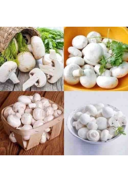 1 gr Beyaz Şapkalı Kültür Mantarı Tohumu