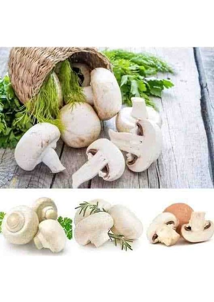 1 gr Beyaz Şapkalı Kültür Mantarı Tohumu fiyatları