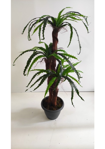 150 cm Fujer Ağacı
