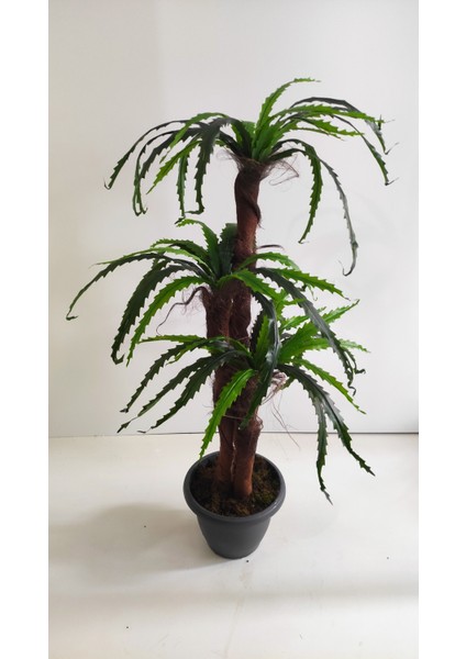 150 cm Fujer Ağacı
