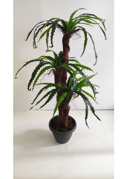 150 cm Fujer Ağacı
