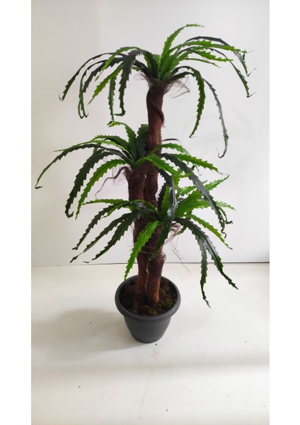 150 cm Fujer Ağacı