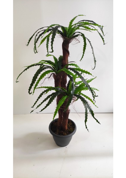 150 cm Fujer Ağacı
